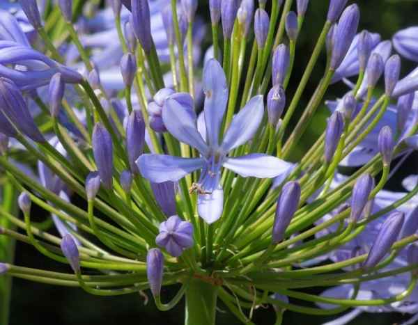 Sowing agapanthus