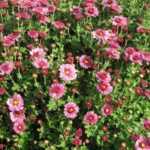 How to sow chrysanthemums?