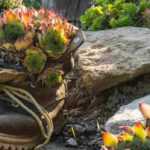 Decor idea: plants in unusual containers