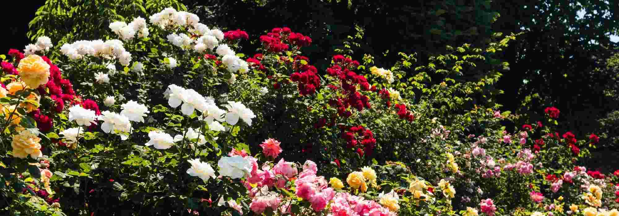 6 tips for creating a beautiful rose bed