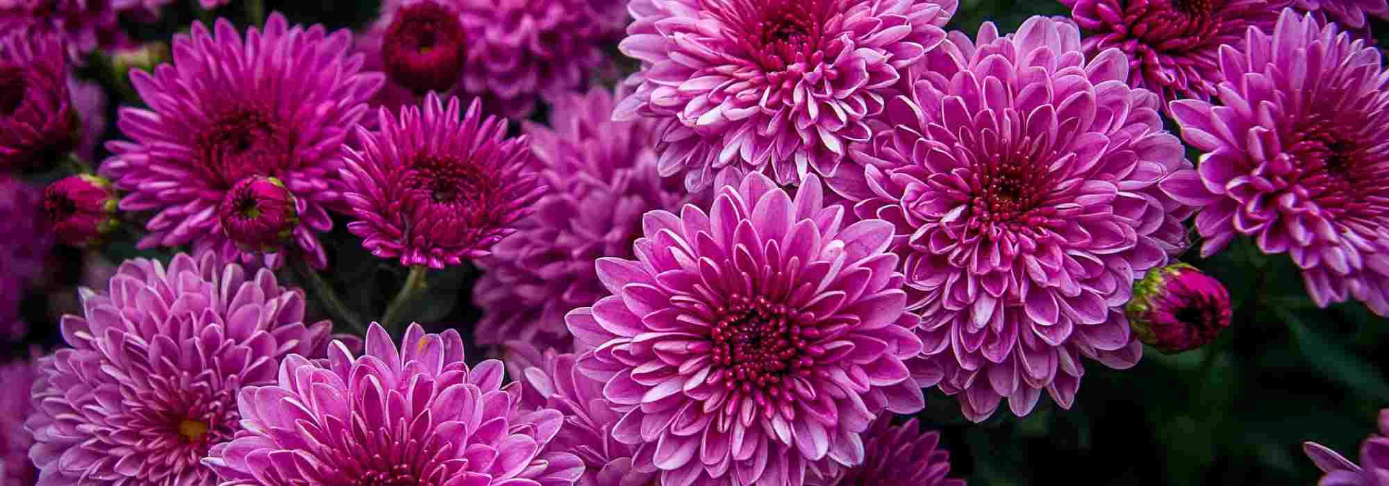 Growing Chrysanthemums in a pot