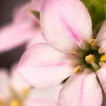 Diosma hirsuta: planting, growing, and care