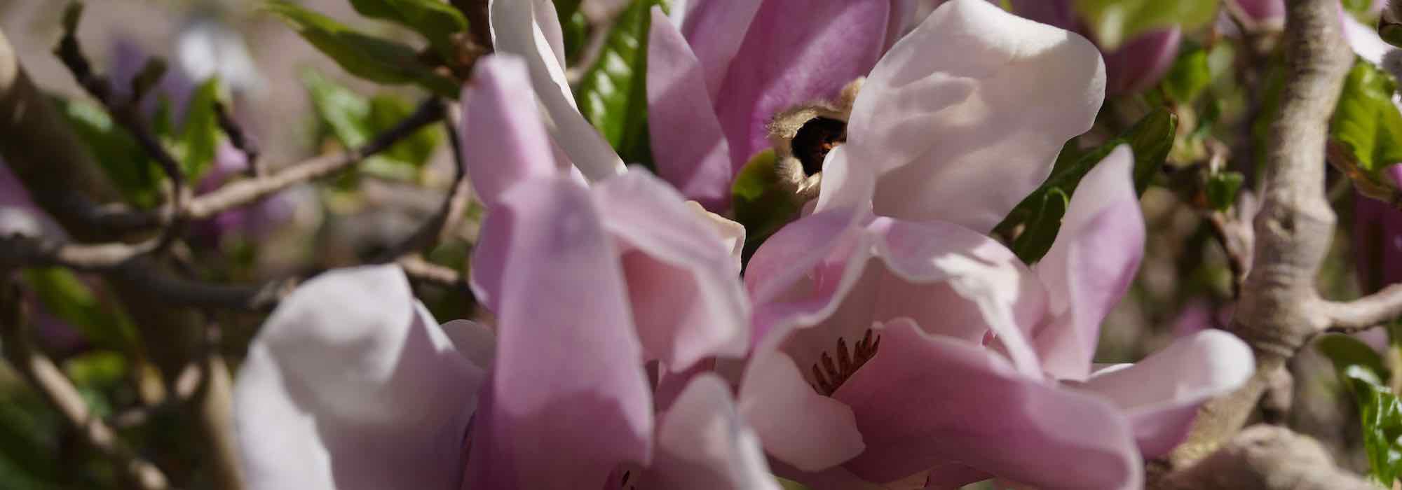 10 magnolias with pink flowers