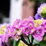 Diseases and parasitic organisms of hydrangea