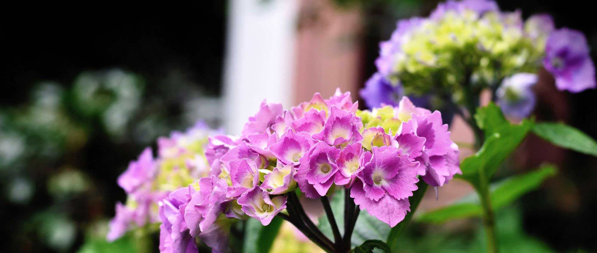 Diseases and parasitic organisms of hydrangea