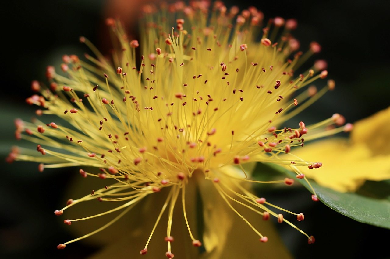 Pruning of St John's wort