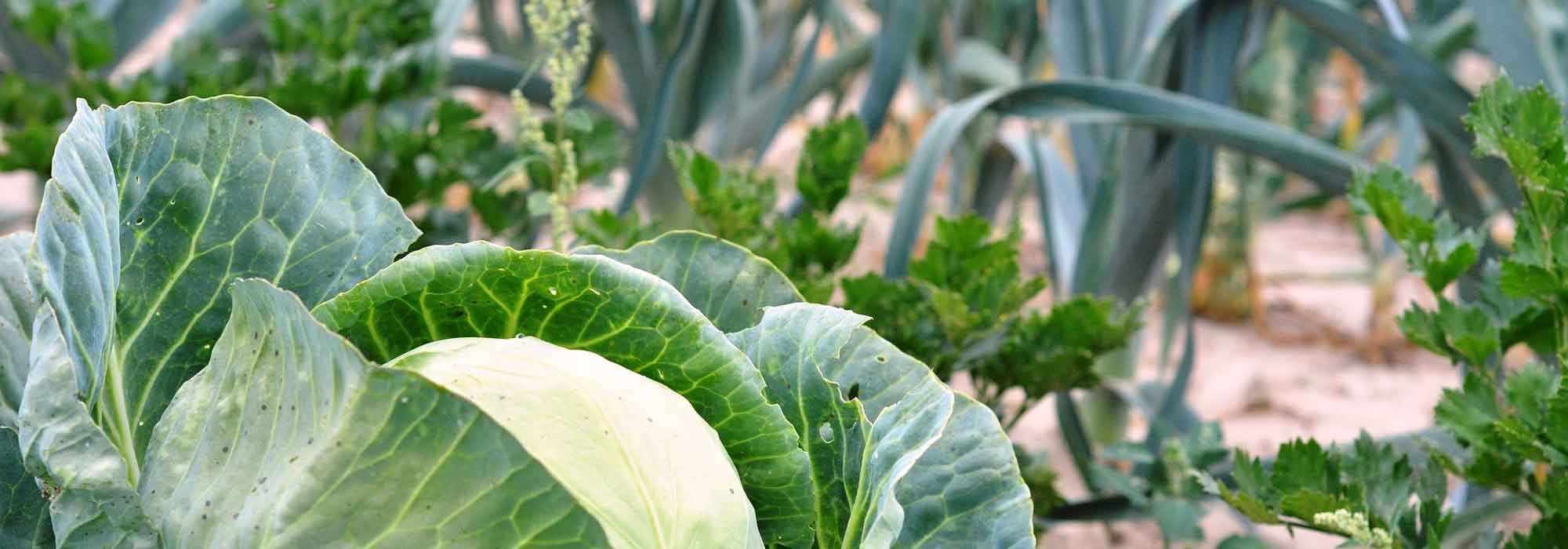 5 leafy vegetables for mountain vegetable gardens