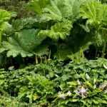 How to create a successful foliage border?