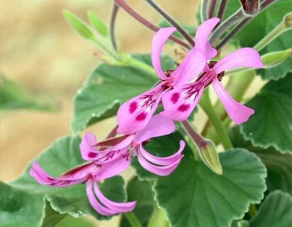 How to take cuttings from scented, ivy-leaved or zonal pelargoniums?