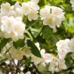 How to propagate mock orange?
