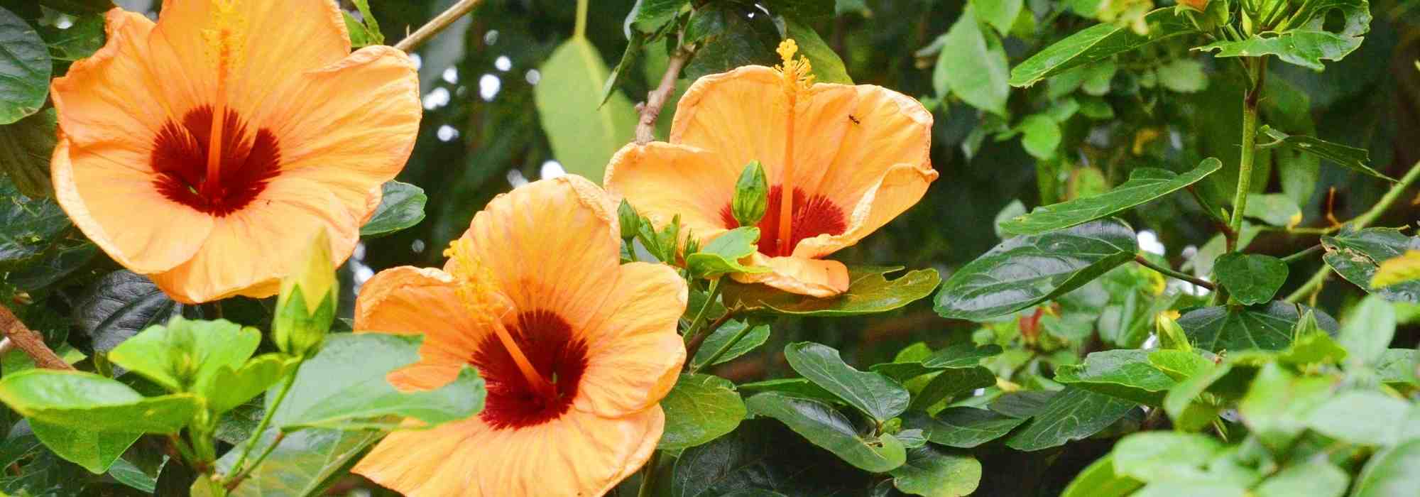 How to choose a hibiscus?