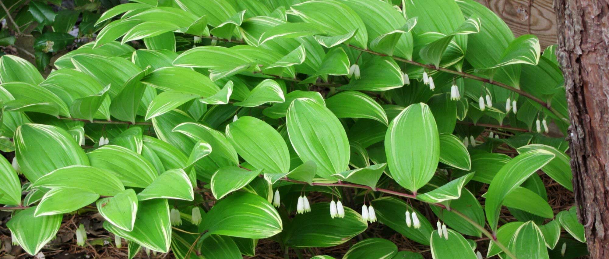 6 ideas for pairing Solomon's seal