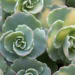 Sedum: 7 groundcover species and varieties
