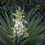 Choosing a yucca