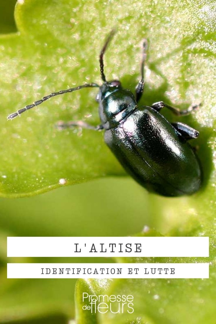flea beetle