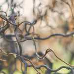 Twisted trees and shrubs