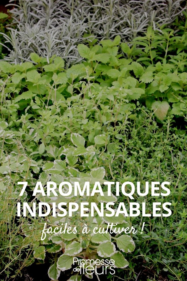 7 Essential Herbs