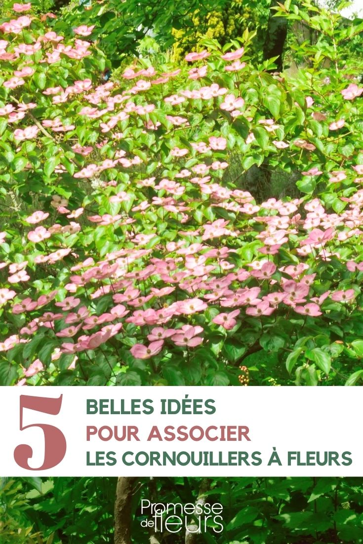 planting flowering dogwoods in the garden