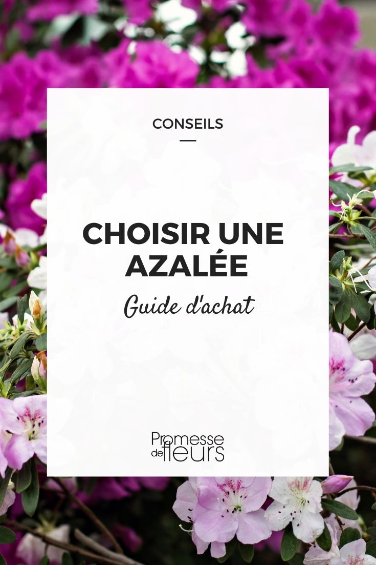 Choosing Azaleas