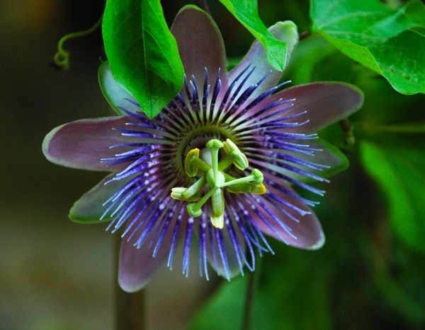 How to take cuttings from passionflower? Our illustrated guide!