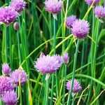 How to grow chives in a pot?