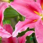How to grow lilies in pots?