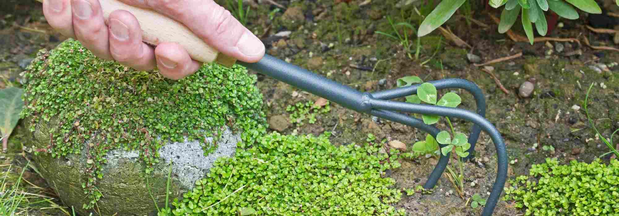 What is a griffe or a croc used for?