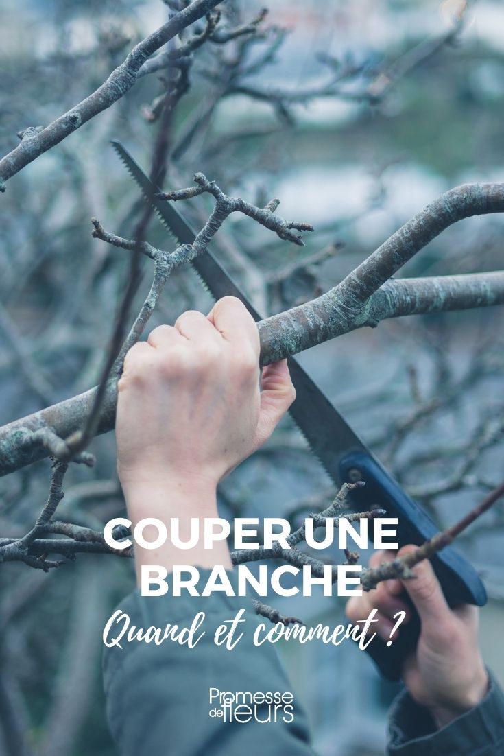 prune, cut a large branch from a tree
