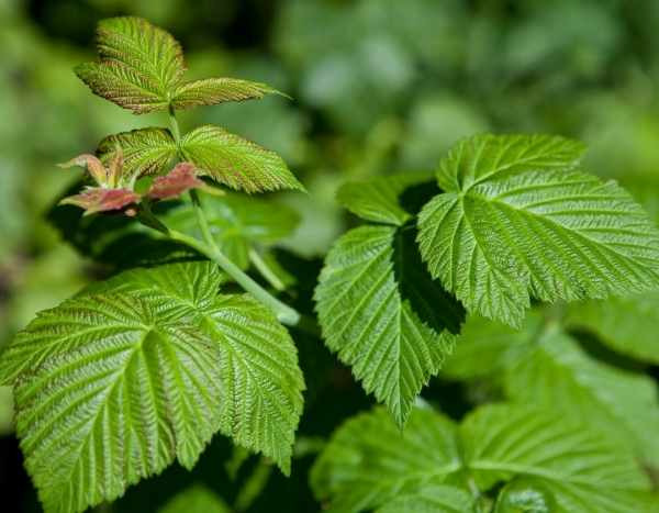 How to dry raspberry leaves?