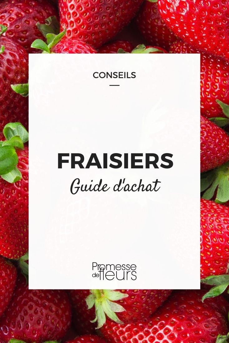 Strawberries Buying Guide