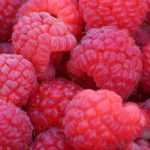 Choosing raspberry plants