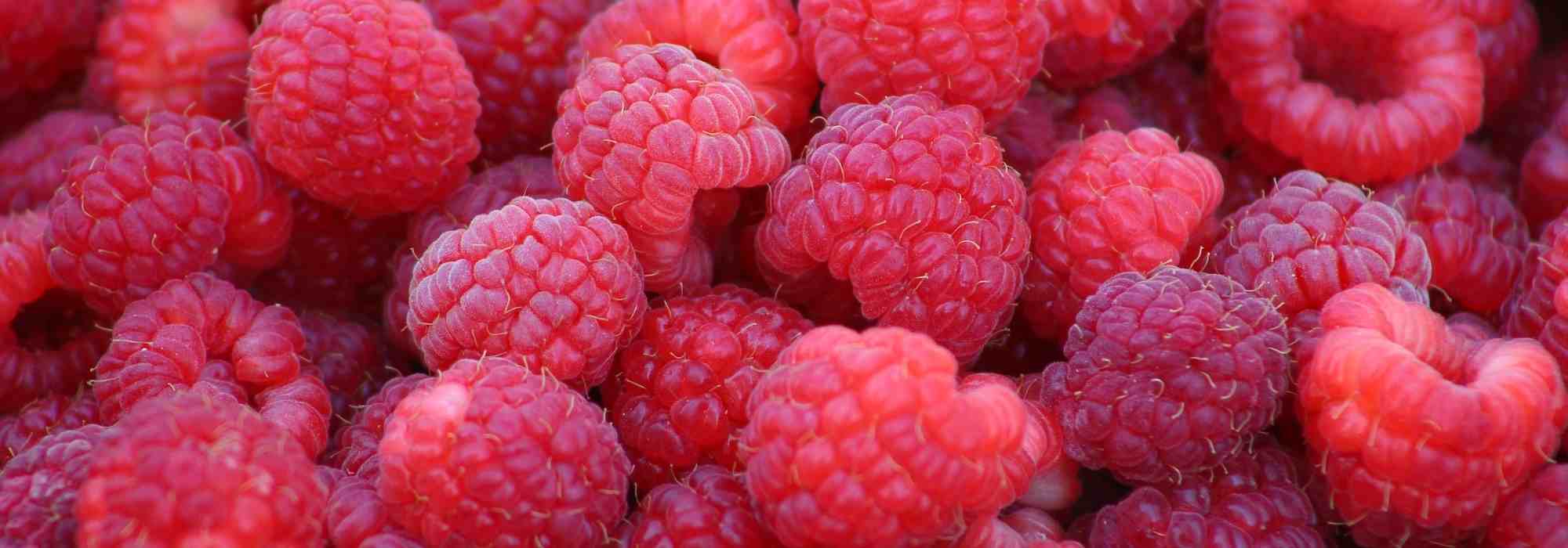 Choosing raspberry plants