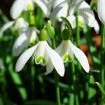How to propagate snowdrops?
