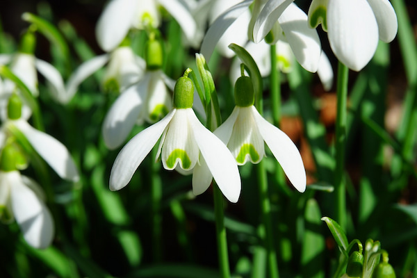 How to propagate snowdrops?