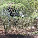How to make a living willow hut?