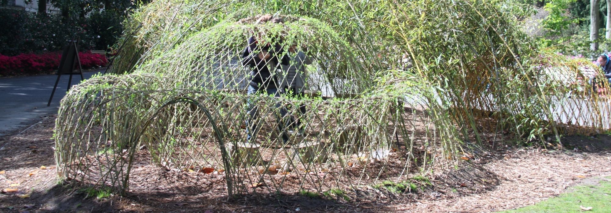 How to make a living willow hut?