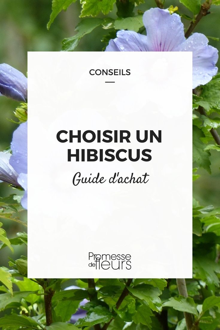 Choosing Hibiscus