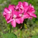 Successful sowing of Pelargoniums