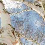 The most beautiful barks