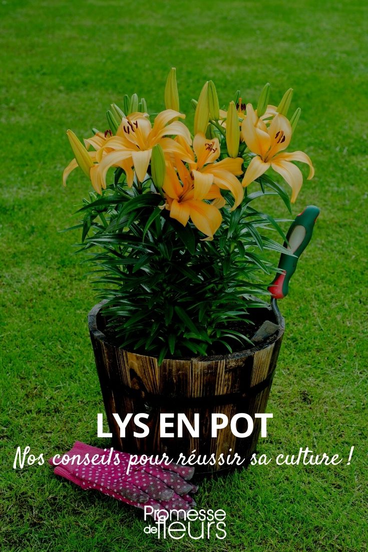 Growing a Lily in a Pot