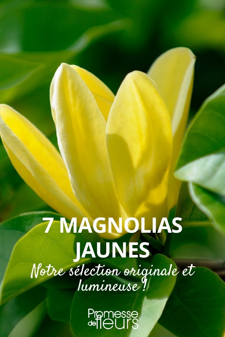 7 Magnolias with Yellow Flowers