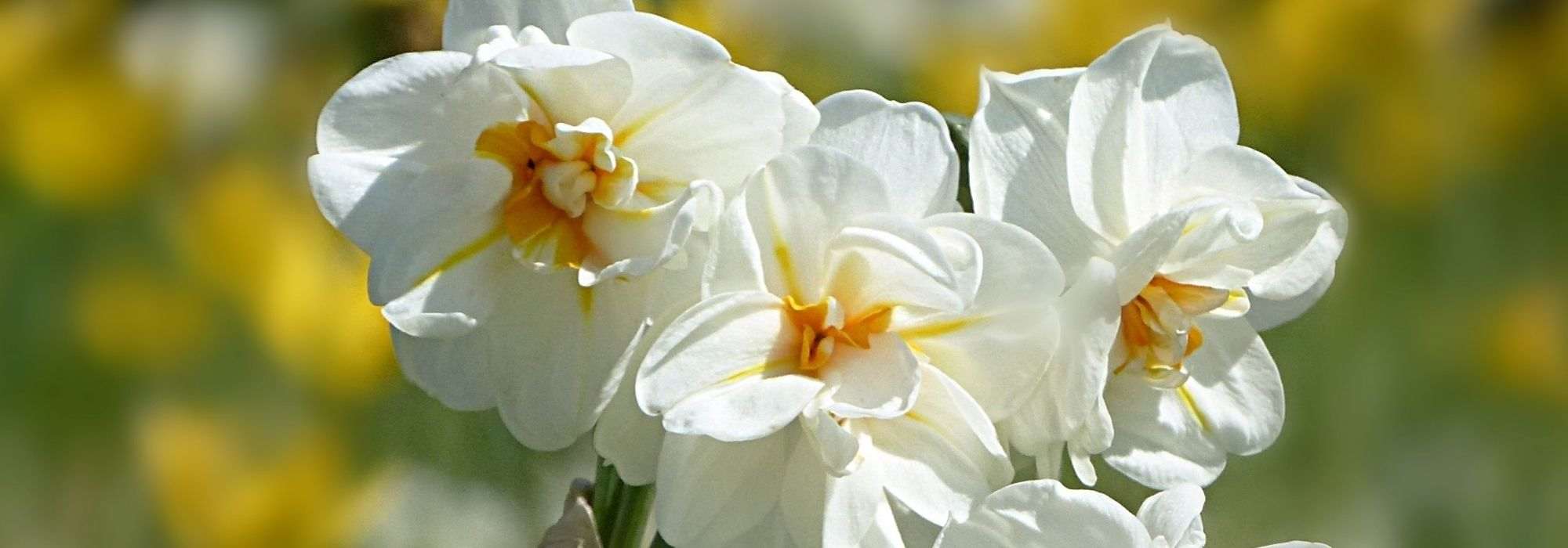 6 highly scented varieties of Narcissus