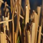 Straw-bale gardening