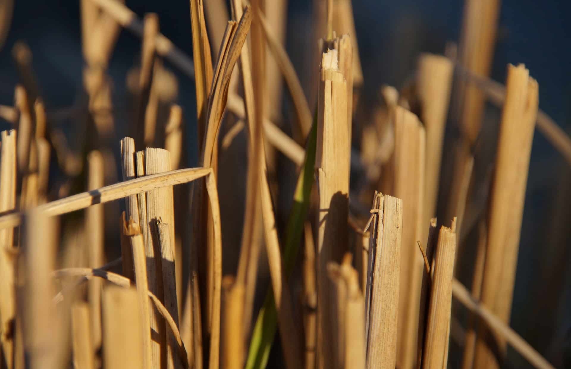 Straw-bale gardening
