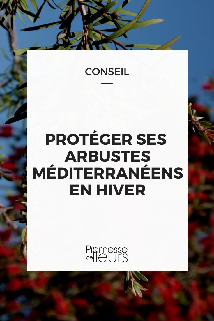 Protect Mediterranean Bushes