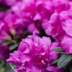 To grow an azalea in a pot