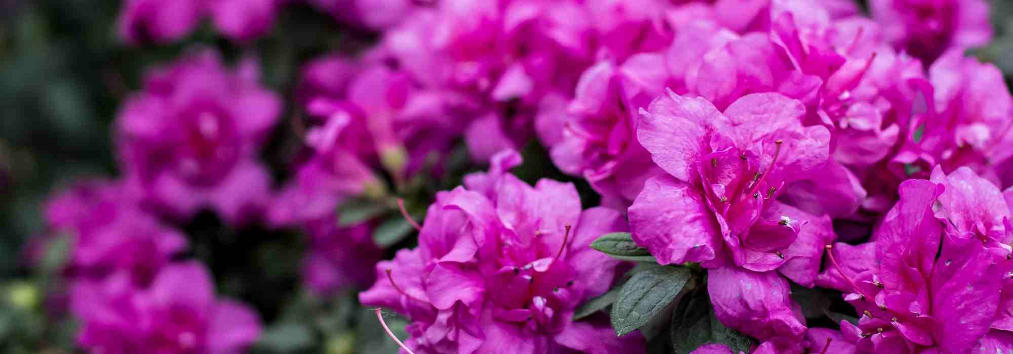 To grow an azalea in a pot