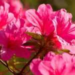 How to choose an azalea?
