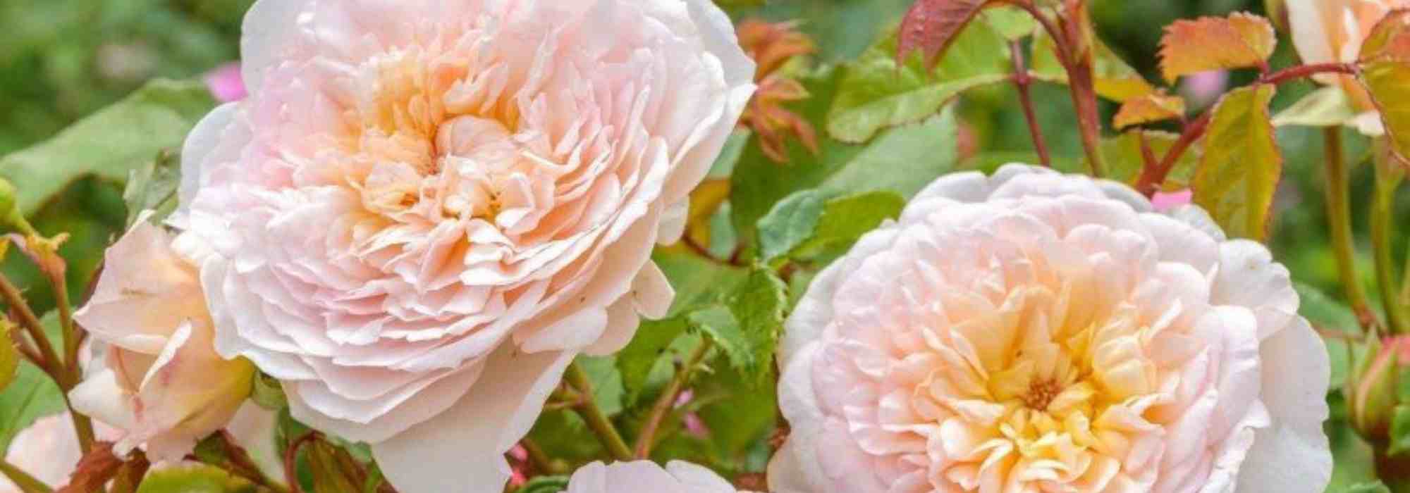 Roses named after poets and writers