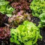 Salads: buyer's guide